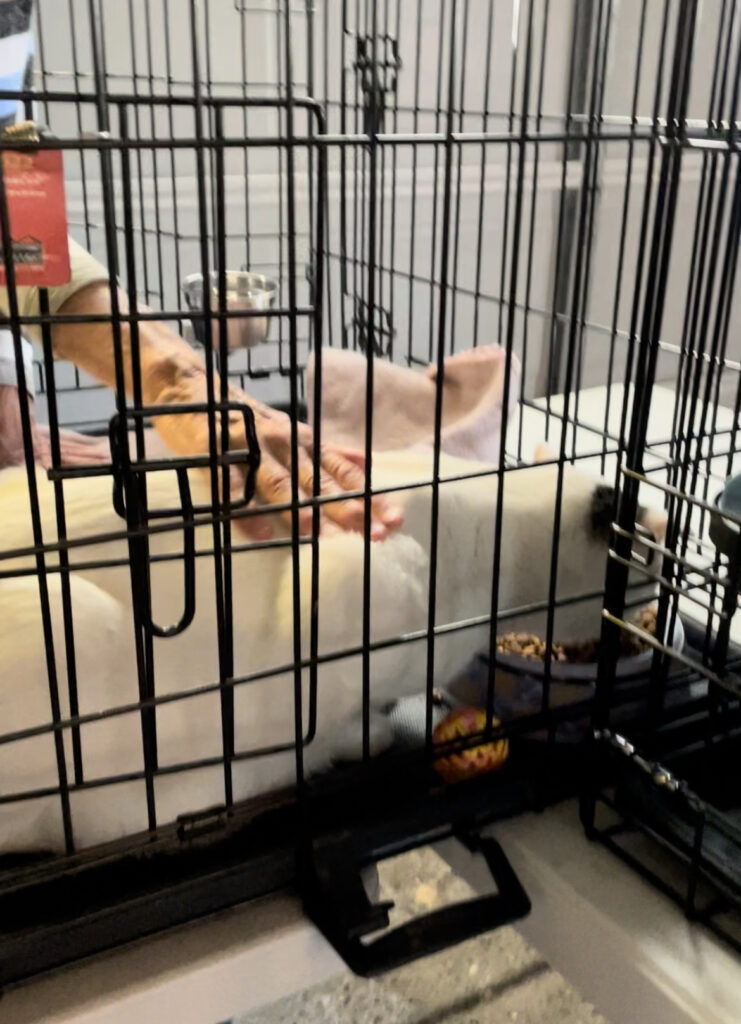 Meet Gregory! 3 rockats.org