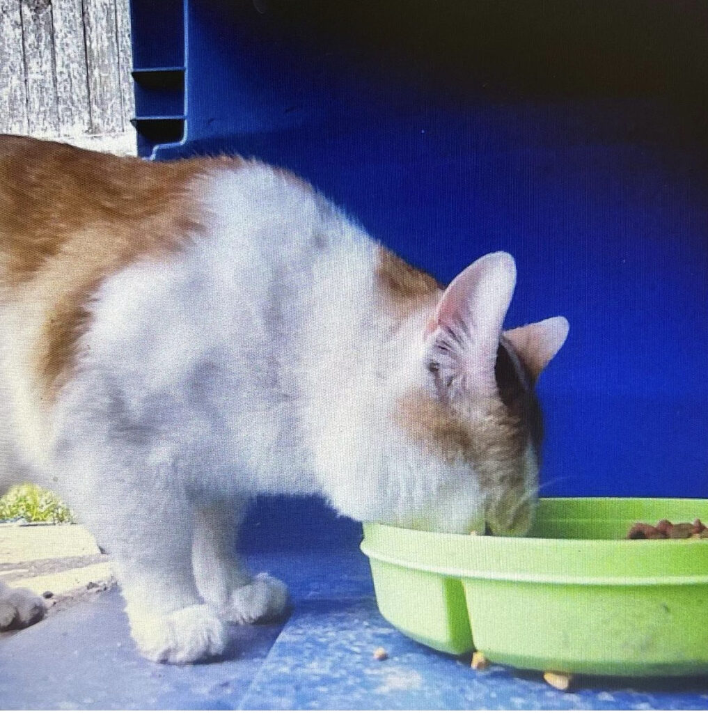 Cat surveillance 5 rockats.org