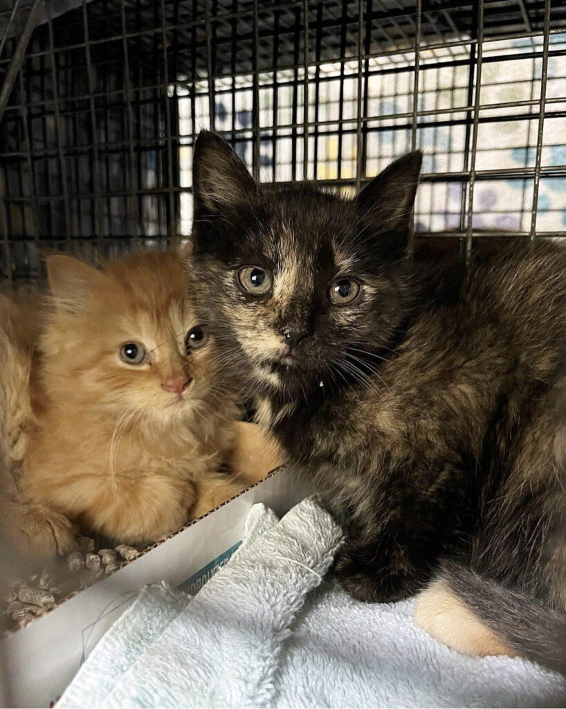 Kitten season is upon us! 1 rockats.org