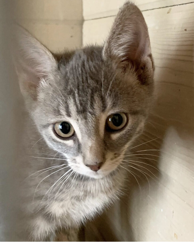 Kitten season is upon us! 2 rockats.org