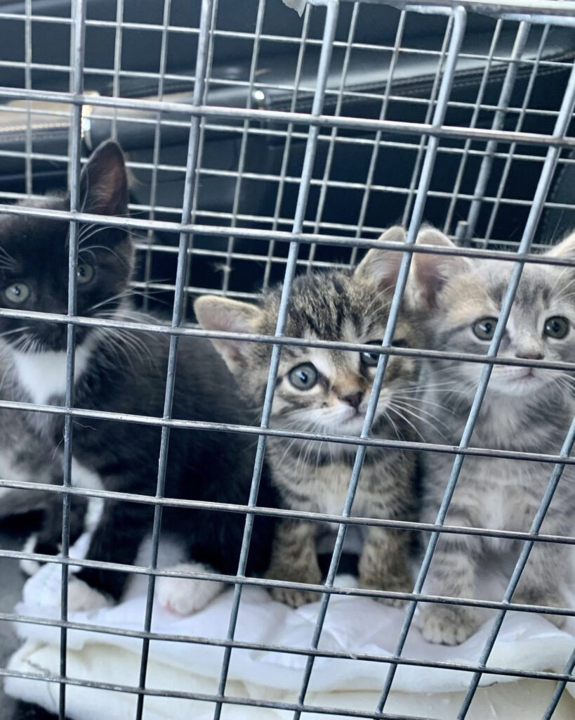 Kitten season is upon us! 3 rockats.org