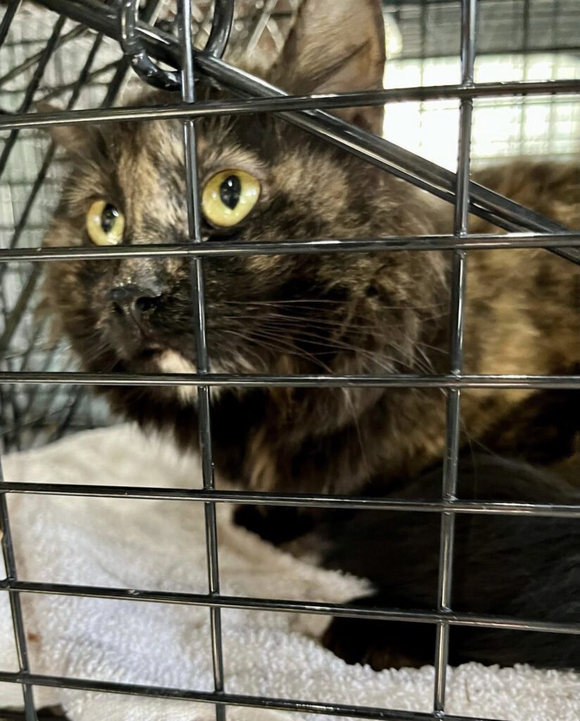 Kitten season is upon us! 5 rockats.org