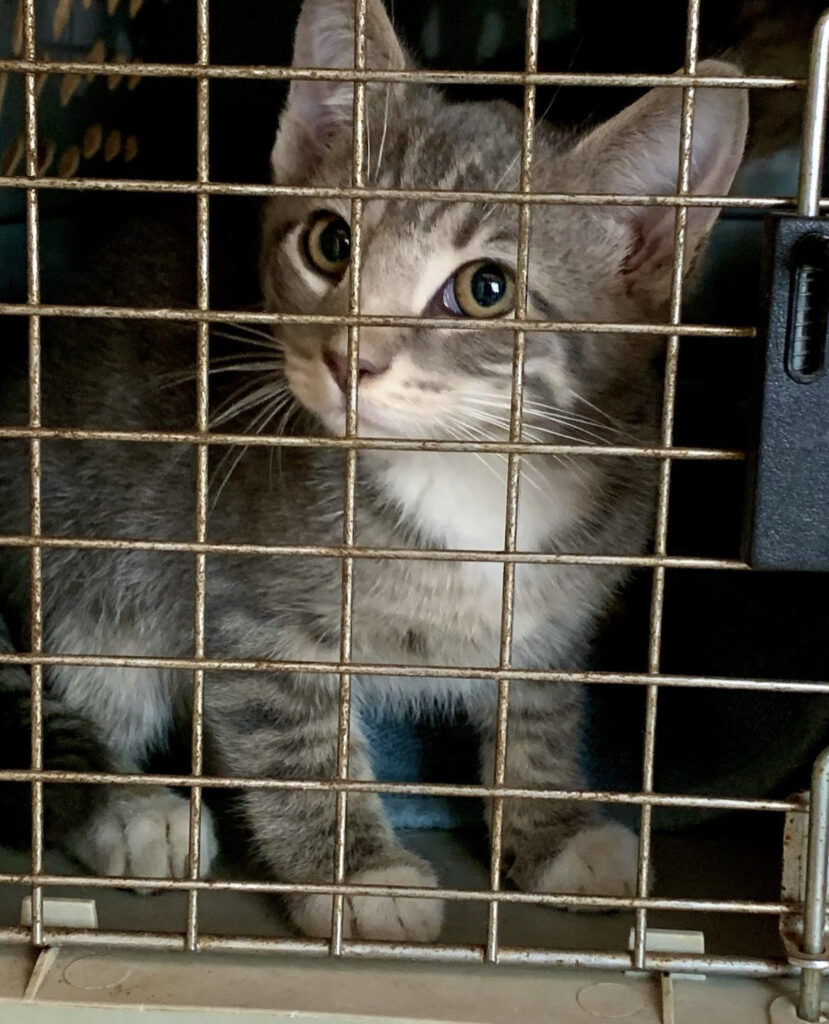 Kitten season is upon us! 6 rockats.org